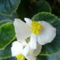 BEGONIA WAX WHITE Begonia Semperflorens - 500 Bulk Seeds FJ
