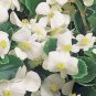 BEGONIA WAX WHITE Begonia Semperflorens - 500 Bulk Seeds FJ