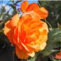 BEGONIA TUBEROUS DOUBLE ORANGE Begonia Tuberosa - 200 Bulk Seeds FJ