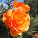 BEGONIA TUBEROUS DOUBLE ORANGE Begonia Tuberosa - 200 Bulk Seeds FJ