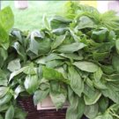 BASIL LEMON ORGANIC Ocimum Basilicum - 200 Bulk Seeds FJ
