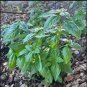 BASIL LEMON ORGANIC Ocimum Basilicum - 200 Bulk Seeds FJ