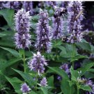 AGASTACHE GIANT HYSSOP LAVENDER BLUE Agastache Mexicana - 200 Bulk Seeds FJ
