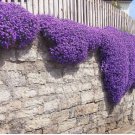 AUBRIETA ROCK CRESS ROYAL MIX Aubrieta Hybrida - 1,000 Bulk Seeds FJ