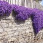 AUBRIETA ROCK CRESS ROYAL MIX Aubrieta Hybrida - 1,000 Bulk Seeds FJ