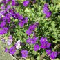 AUBRIETA ROCK CRESS CASCADE PURPLE Aubrieta Hybrida Superbissima 500 Bulk Seeds FJ