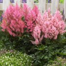 ASTILBE SHOWSTAR MIXED COLORS Astilbe Arendsii - 150 Bulk Seeds FJ