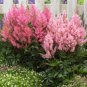 ASTILBE SHOWSTAR MIXED COLORS Astilbe Arendsii - 150 Bulk Seeds FJ