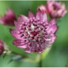 ASTRANTIA MASTERWORT PURPLE Astrantia Major - 100 Bulk Seeds FJ