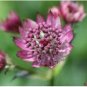 ASTRANTIA MASTERWORT PURPLE Astrantia Major - 100 Bulk Seeds FJ