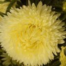 ASTER PAEONY DUCHESS YELLOW Callistephus Chinensis - 200 Bulk Seeds FJ