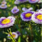 ASTER POMPON BLUE Callistephus Chinensis - 200 Bulk Seeds FJ