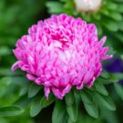 ASTER PAEONY DUCHESS CORAL ROSE Callistephus Chinensis - 200 Bulk Seeds FJ