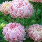 ASTER PAEONY DUCHESS CORAL ROSE Callistephus Chinensis - 200 Bulk Seeds FJ