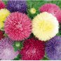 ASTER PAEONY DUCHESS MIXED COLORS Callistephus Chinensis - 200 Bulk Seeds FJ
