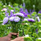 ASTER PAEONY DUCHESS BLUE Callistephus Chinensis - 200 Bulk Seeds FJ