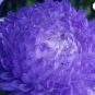 ASTER PAEONY DUCHESS BLUE Callistephus Chinensis - 200 Bulk Seeds FJ