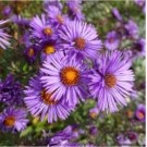 ASTER NEW ENGLAND Symphyotrichum Novae-Angliae - 1,000 Bulk Seeds FJ