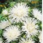 ASTER NEEDLE UNICUM WHITE Callistephus Chinensis - 200 Bulk Seeds FJ