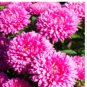 ASTER MILADY ROSE DWARF Callistephus Chinensis - 200 Bulk Seeds FJ