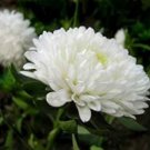 ASTER MILADY WHITE DWARF Callistephus Chinensis - 200 Bulk Seeds FJ