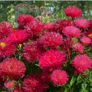 ASTER GREMLIN DARK ROSE DOUBLE Callistephus Chinensis - 200 Bulk Seeds FJ