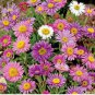 ASTER ALPINE PINK Aster Alpinus - 500 Bulk Seeds FJ
