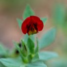 ASPARAGUS PEA Lotus Tetragonolobus - 100 Bulk Seeds FJ