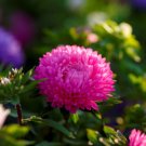 ASTER ALPINE MIXED COLORS Aster Alpinus - 500 Bulk Seeds FJ