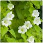 ASARINA CLIMBING SNAPDRAGON WHITE Asarina Scandens - 100 Bulk Seeds FJ