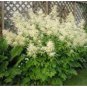 ARUNCUS WHITE Aruncus Dioicus - 1,000 Bulk Seeds FJ