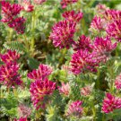 ANTHYLLIS RED CARPET Anthyllis Vulneraria Coccinea - 100 Bulk Seeds FJ ANTHYLLIS RED CARPET Anthyllis Vulneraria Coccinea - 100 Bulk Seeds FJ
