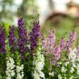 ANGELONIA SERENA MIXED COLORS Angelonia Angustifolia - 100 Bulk Seeds FJ