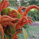 AMARANTHUS HOT BISCUITS Amaranthus Cruentus - 1,000 Bulk Seeds FJ