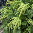 AMARANTHUS LOVE LIES BLEEDING GREEN Amaranthus Caudatus - 1,000 Bulk Seeds FJ