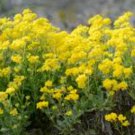 ALYSSUM BASKET OF GOLD PERENNIAL Aurinia Saxatilis - 2,500 Bulk Seeds FJ