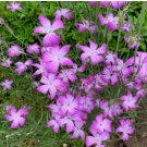 AGROSTEMMA ROSE Agrostemma Githago - 200 Bulk Seeds FJ