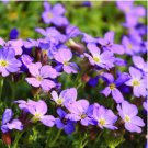 AUBRIETA ROCK CRESS ROYAL MIX Aubrieta Hybrida - 100 Seeds FJ AUBRIETA ROCK CRESS ROYAL MIX Aubrieta Hybrida - 100 Seeds FJ