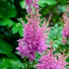 ASTILBE BUNTER MIXED COLORS Astilbe Arendsii - 25 Seeds FJ ASTILBE BUNTER MIXED COLORS Astilbe Arendsii - 25 Seeds FJ