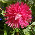 ASTER STARLIGHT MIXED COLORS Callistephus Chinensis - 20 Seeds FJ
