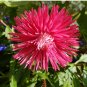 ASTER STARLIGHT MIXED COLORS Callistephus Chinensis - 20 Seeds FJ