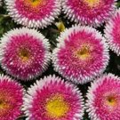 ASTER POMPON HINOMARU Callistephus Chinensis - 20 Seeds FJ