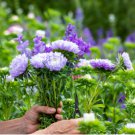 ASTER POMPON LIGHT BLUE Callistephus Chinensis - 20 Seeds FJ