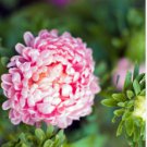 ASTER PAEONY DUCHESS PINK Callistephus Chinensis - 20 Seeds FJ