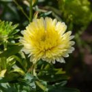ASTER NEEDLE UNICUM YELLOW Callistephus Chinensis - 20 Seeds FJ