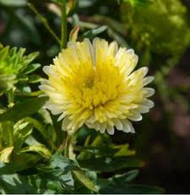 ASTER NEEDLE UNICUM YELLOW Callistephus Chinensis - 20 Seeds FJ
