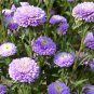 ASTER NEEDLE UNICUM VIOLET Callistephus Chinensis - 20 Seeds FJ