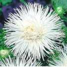 ASTER NEEDLE UNICUM WHITE Callistephus Chinensis - 20 Seeds FJ