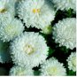 ASTER MILADY WHITE DWARF Callistephus Chinensis - 20 Seeds FJ