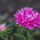 ASTER MILADY ROSE DWARF Callistephus Chinensis - 20 Seeds FJ